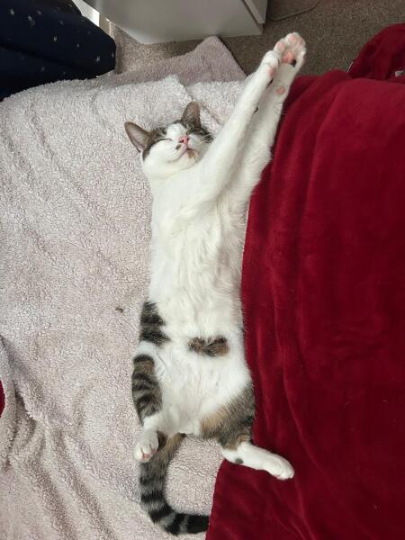 Can cats sleep too much?
