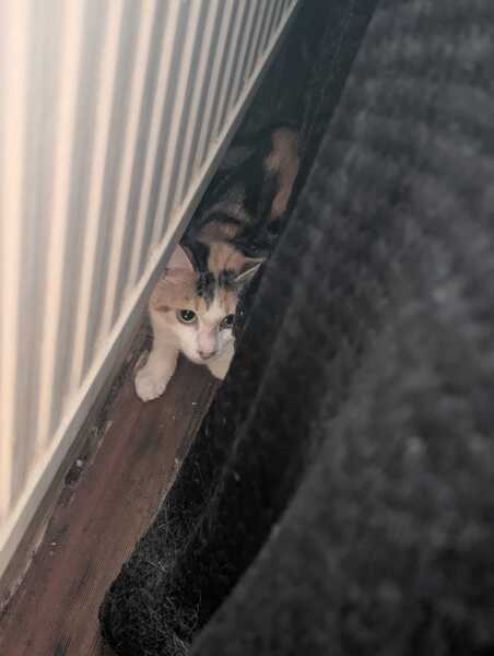 Rodents and Risk Assessments - the Excellent Cats applaud Gizmo's recent achievements