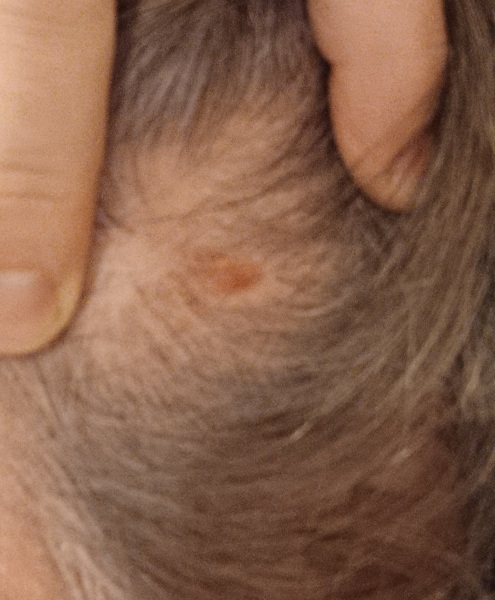 Help! What is this on baby’s scalp ??