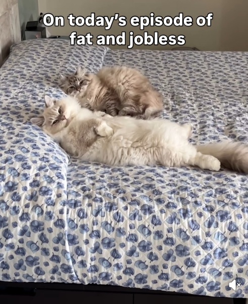 Can cats sleep too much?