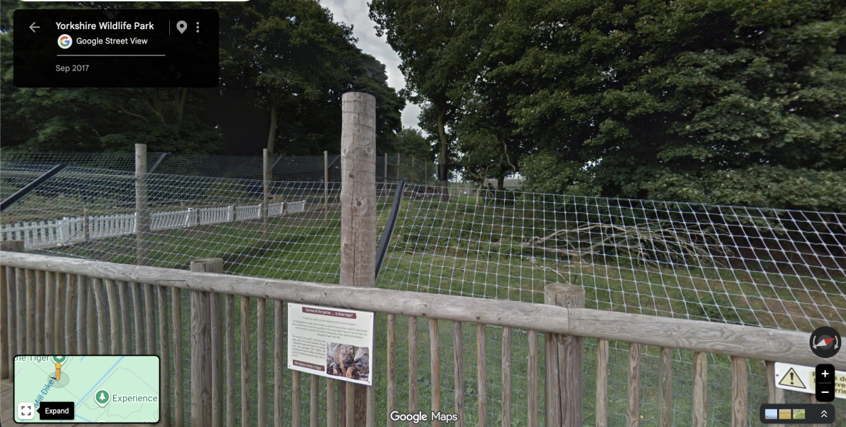 Man has jumped into Tiger enclosure