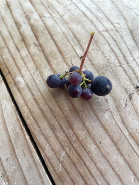 Are you good at growing grapes? Advice needed