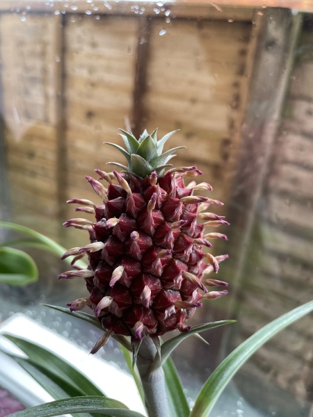 My pineapple plant is flowering!