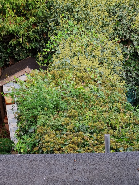 AIBU to object to a neighbour growing ivy on our fence?
