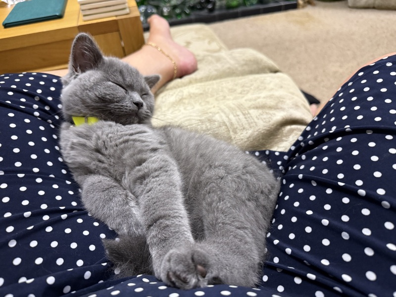 Rodents and Risk Assessments - the Excellent Cats applaud Gizmo's recent achievements