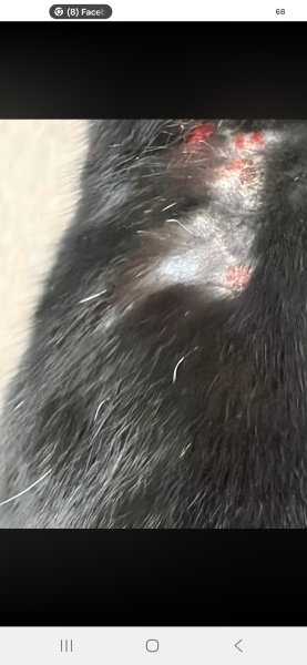 DOG OWNER TOOK DOG OFF LEAD
