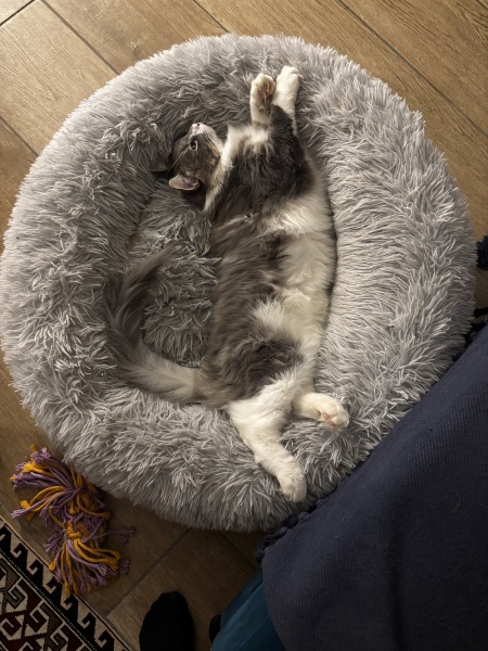 How big will my kitten get?