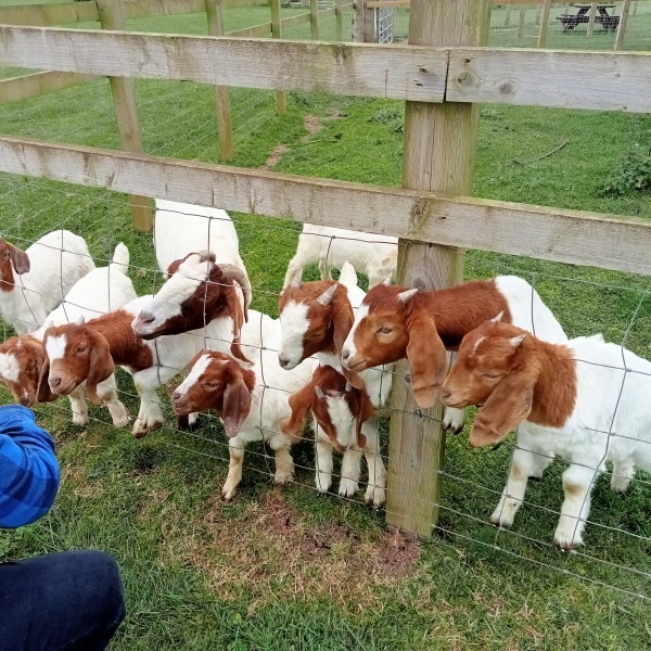 Adults at petting zoos/farms/kids days out