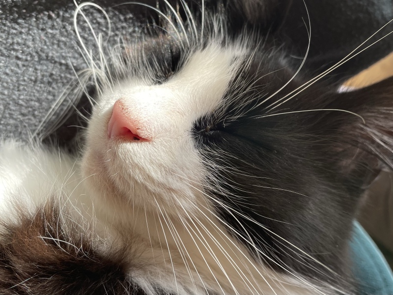 Cats and their sponge cake obsession