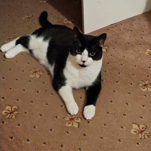 Aibu to really want a cat?