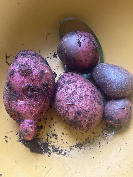 What have you done in the garden today? Part 9