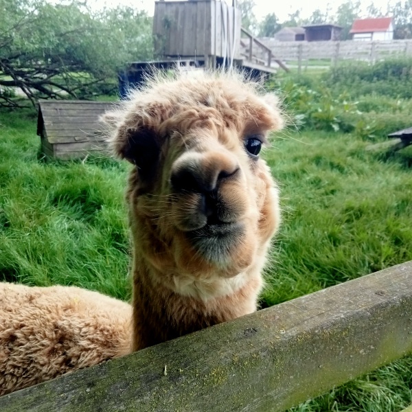 Adults at petting zoos/farms/kids days out