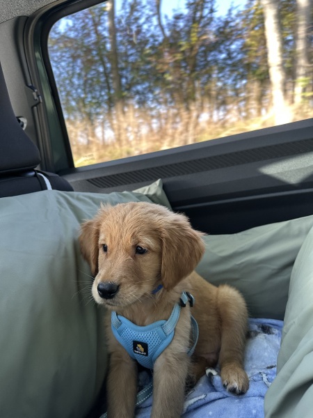 Puppy Survival Thread Autumn 2026