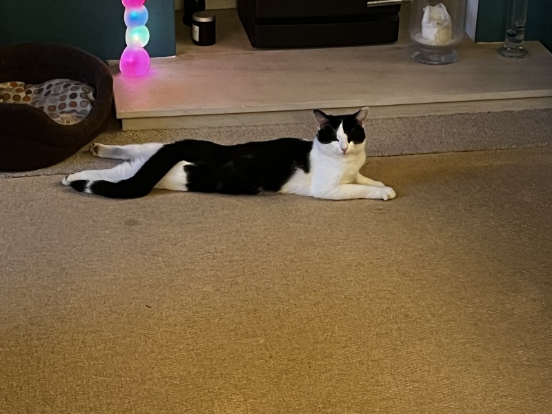 Shelter for a cat who won’t use cat flap