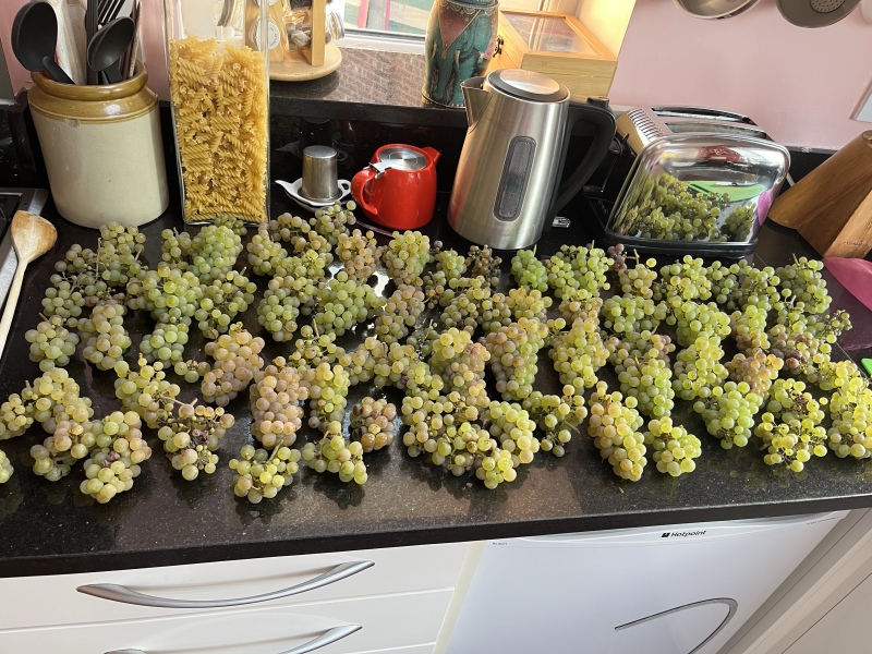 What have you done in the garden today? Part 9