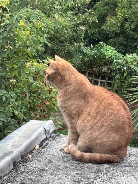 Rodents and Risk Assessments - the Excellent Cats applaud Gizmo's recent achievements