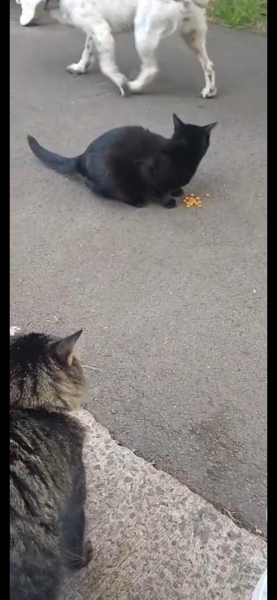 DOG OWNER TOOK DOG OFF LEAD