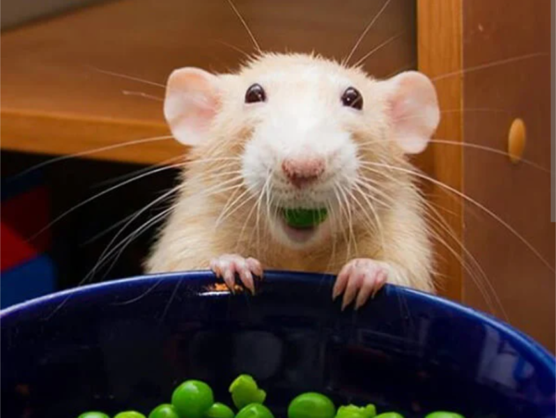 The Bluestocking Pub wakes up to lighter mornings and darker evenings, but we don't care as long as we have gerbils
