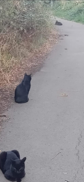 DOG OWNER TOOK DOG OFF LEAD