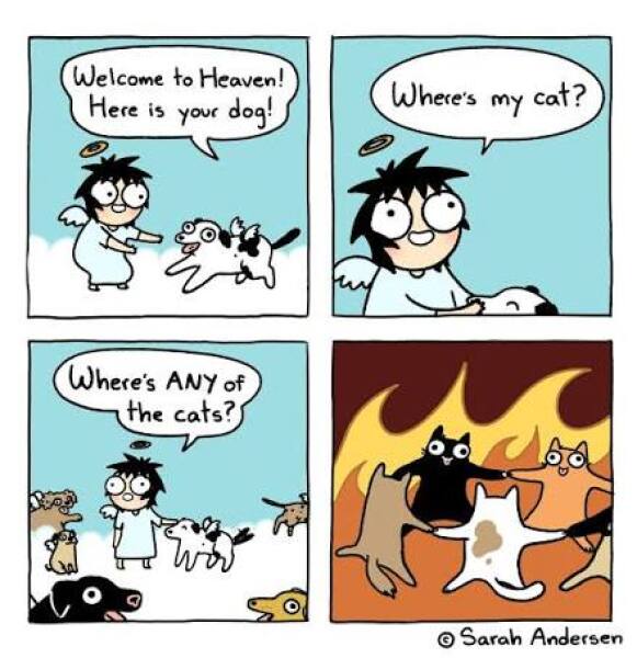 Do we think cats go to heaven