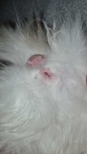 Cat just been spayed