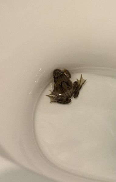 To not want a frog in my loo