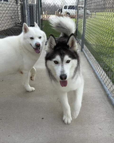 Are Pet kennels safe?