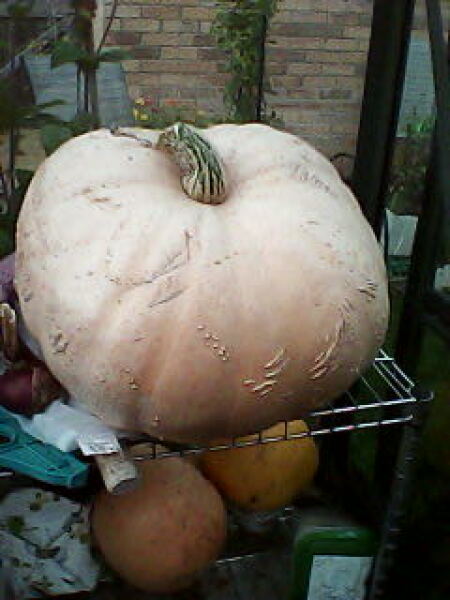 Pumpkin picking yay or nay?