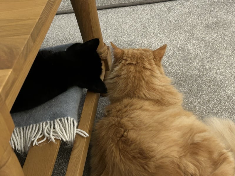 Angus’s Ongoing Unrequited Love