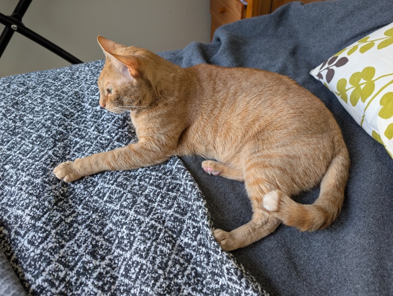 Rodents and Risk Assessments - the Excellent Cats applaud Gizmo's recent achievements