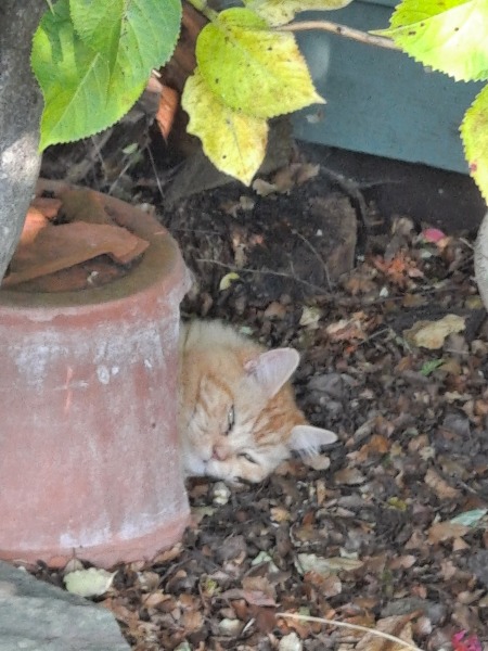 Does you cat sleep in random places?