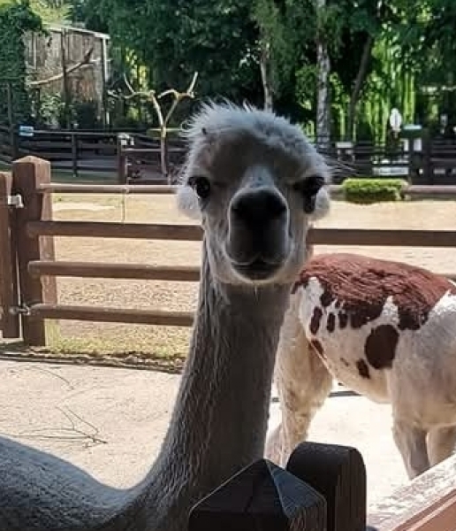 Adults at petting zoos/farms/kids days out