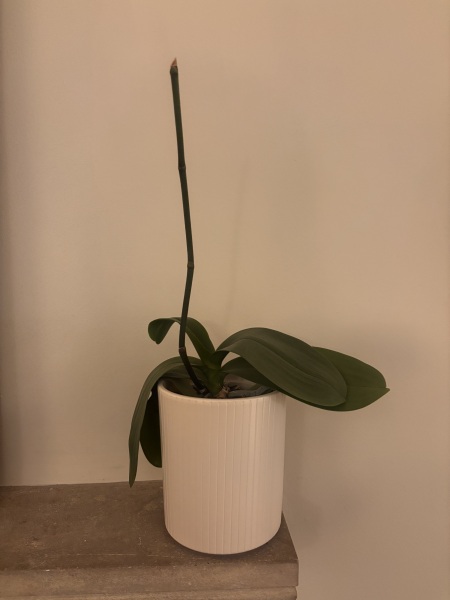 People keep giving me moth orchids and I wish they wouldn’t