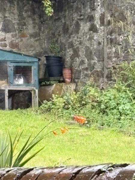 Shelter for a cat who won’t use cat flap