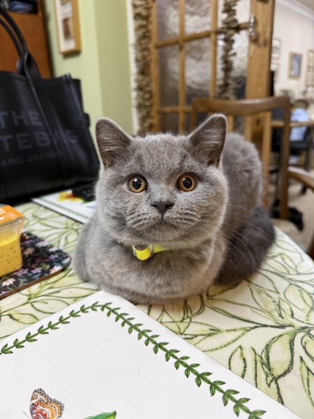 Rodents and Risk Assessments - the Excellent Cats applaud Gizmo's recent achievements