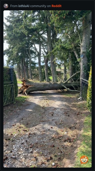 Neighbours fallen tree has trapped me and my neighbour in our homes