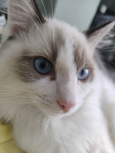 Talk me out of (or into) getting a kitten