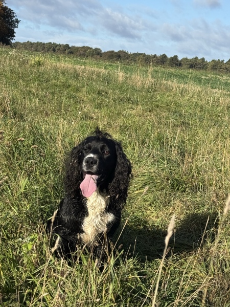Would you recommend spaniels as first dogs?