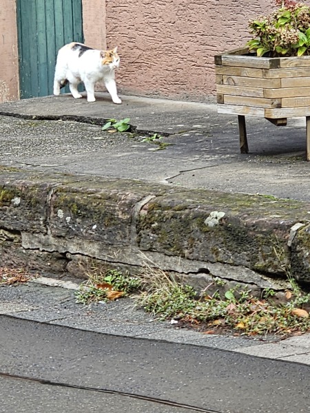 Rodents and Risk Assessments - the Excellent Cats applaud Gizmo's recent achievements