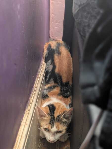 Rodents and Risk Assessments - the Excellent Cats applaud Gizmo's recent achievements