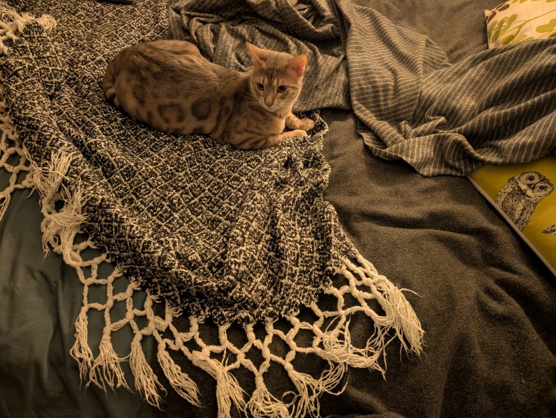 Rodents and Risk Assessments - the Excellent Cats applaud Gizmo's recent achievements