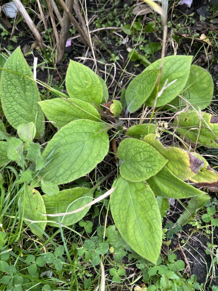 Plant ID