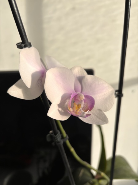 People keep giving me moth orchids and I wish they wouldn’t