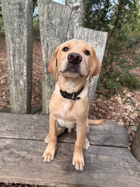Puppy Survival Thread Autumn 2026