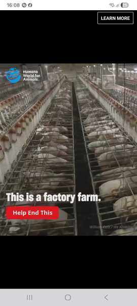 Factory farmed pigs - how do they move ?.