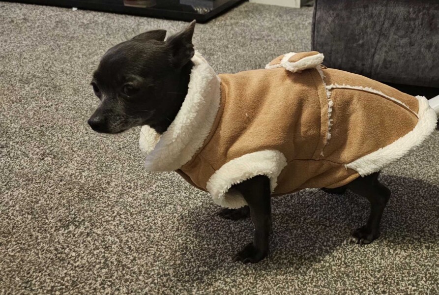 Coat for very small dog