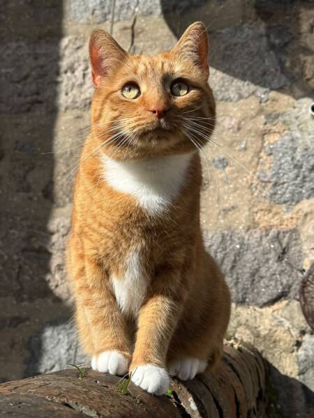 Cat health mystery