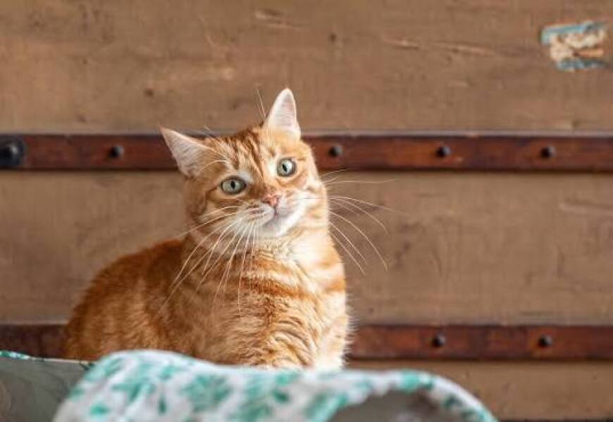 Is this the cat tax collection thread?