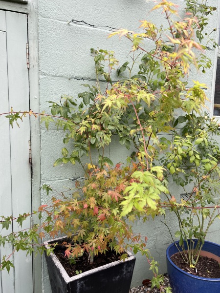 Acer - will this be the shape?