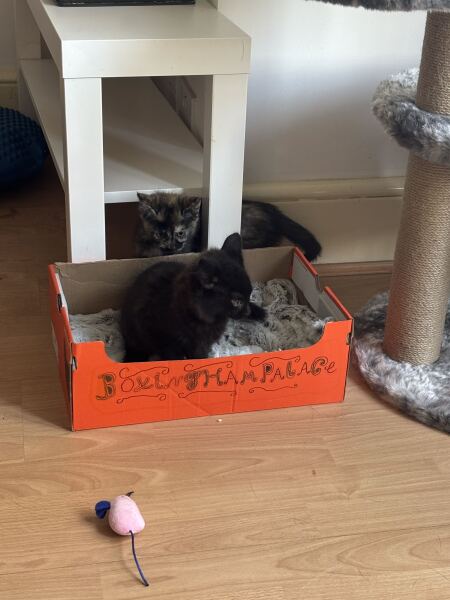 Is this the cat tax collection thread?
